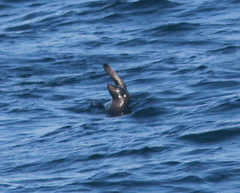 Arctocephalus townsendi