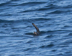 Arctocephalus townsendi