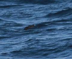 Arctocephalus townsendi