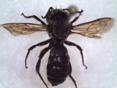 Osmia latreillei