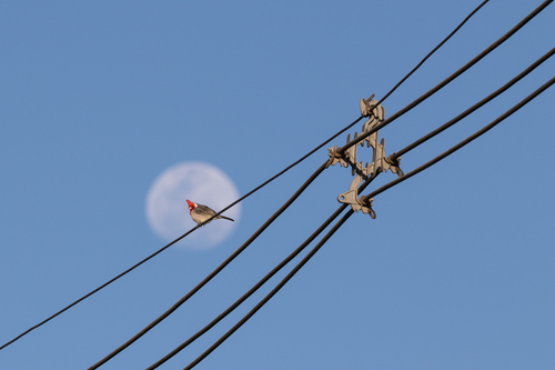 Red-crested Cardinal, São José, Santa Maria - RS, Brasil, photo 10 of 10