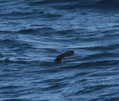 Arctocephalus townsendi