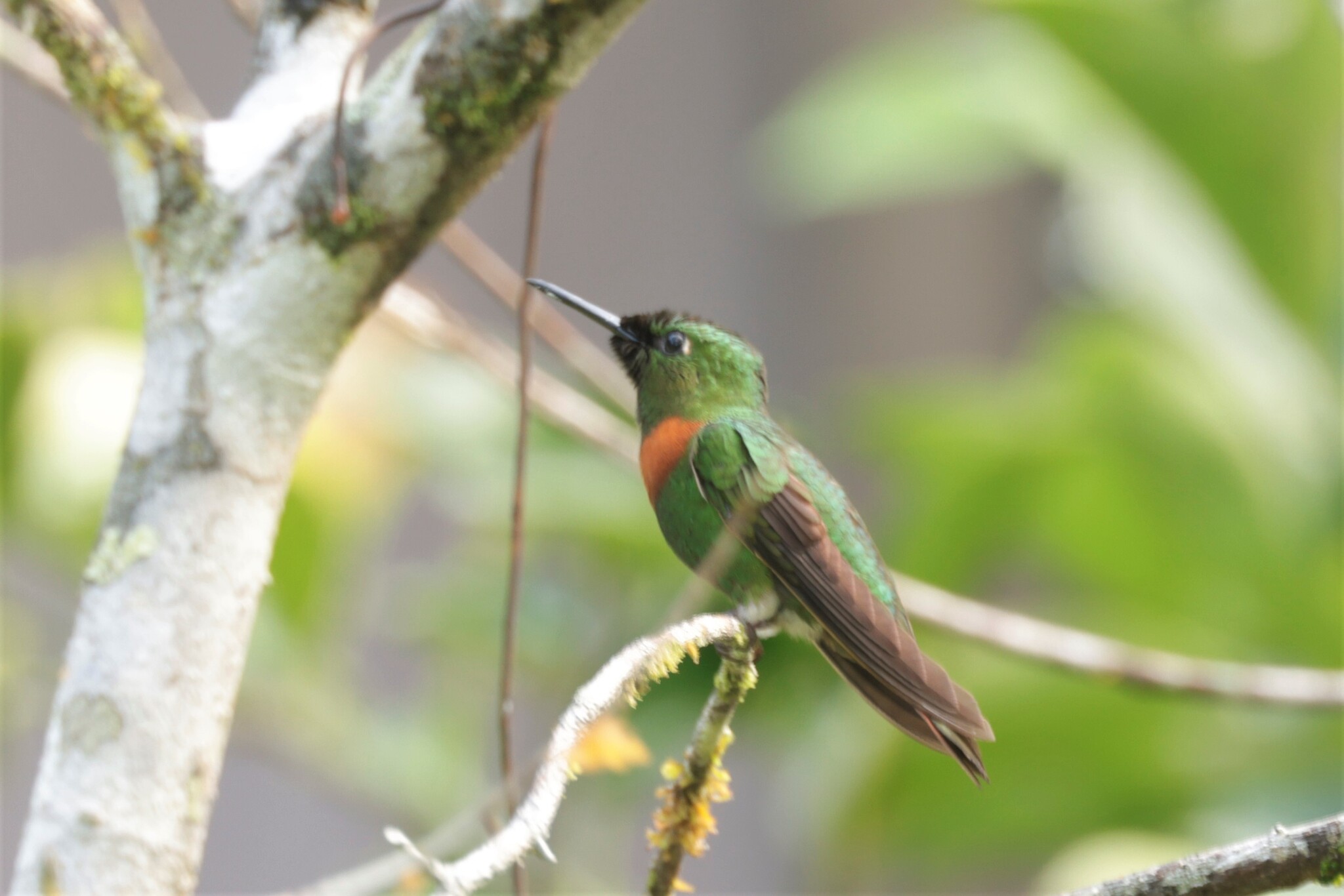 Gould's Jewelfront (Heliodoxa aurescens), photo 5