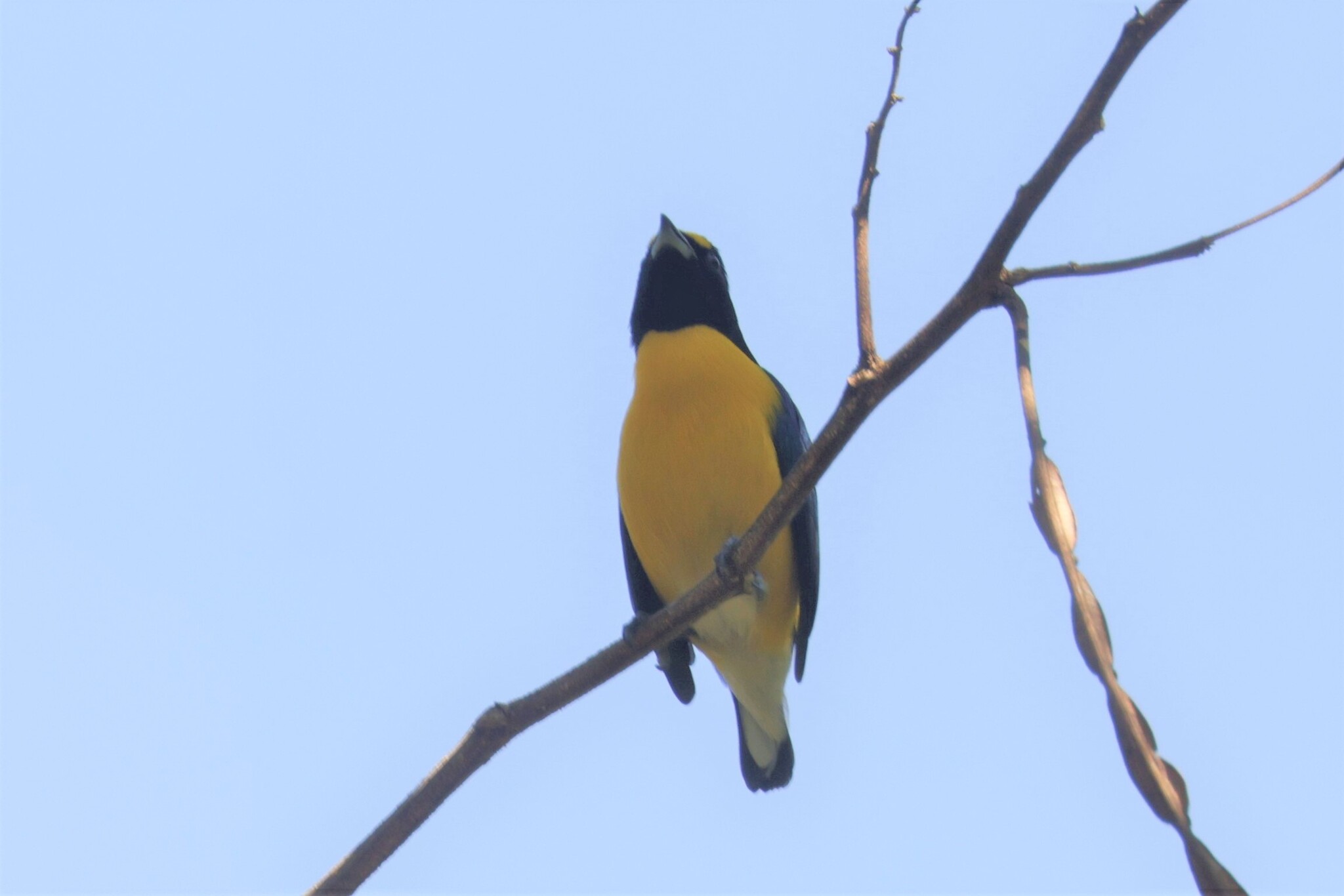 White-vented Euphonia (Euphonia minuta), photo 7