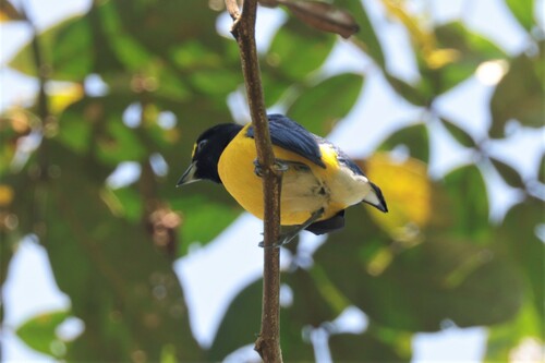 White-vented Euphonia (Euphonia minuta), photo 8