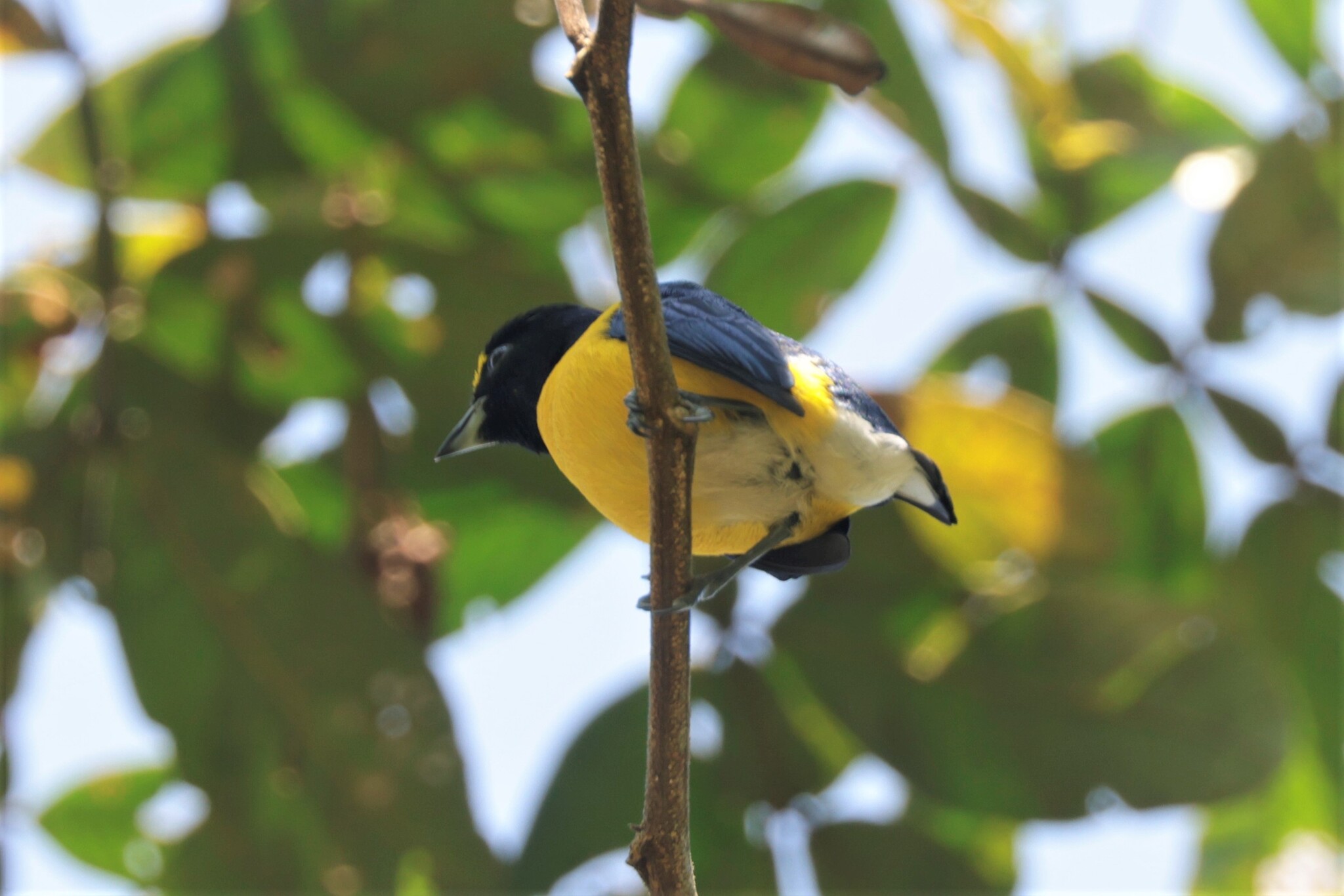 White-vented Euphonia (Euphonia minuta), photo 8