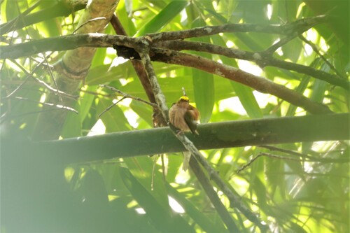 Fiery-capped Manakin (Machaeropterus pyrocephalus), photo 6