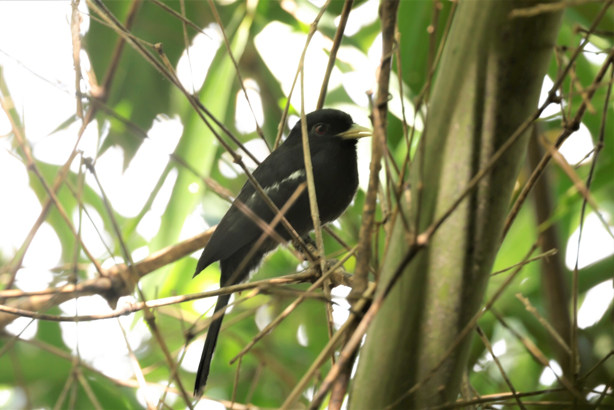 Yellow-billed Nunbird (Monasa flavirostris), photo 1