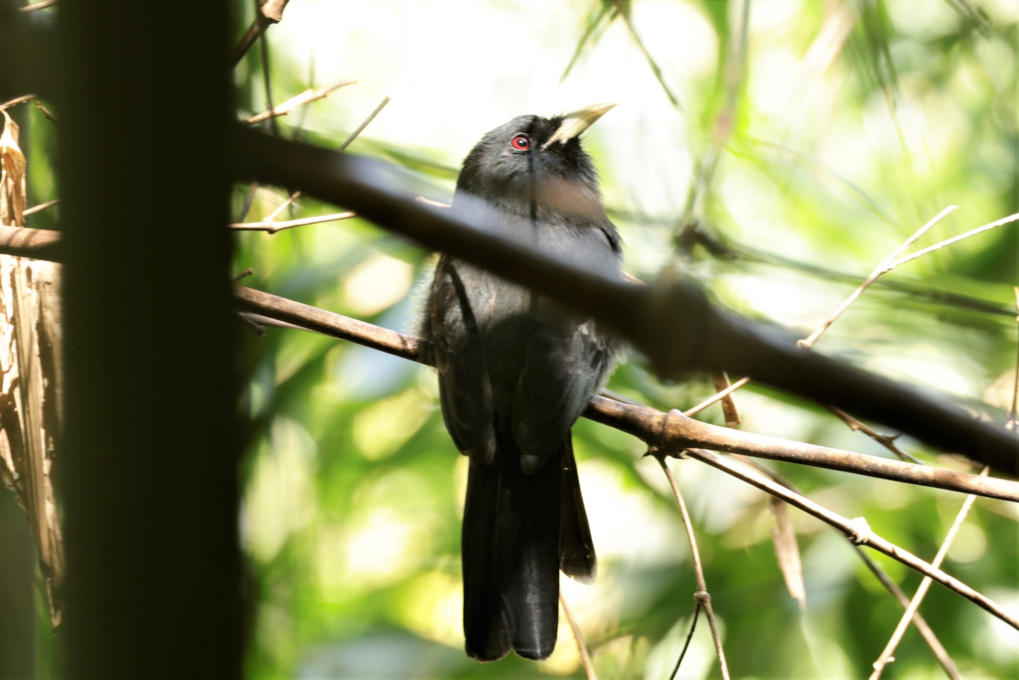Yellow-billed Nunbird (Monasa flavirostris), photo 2