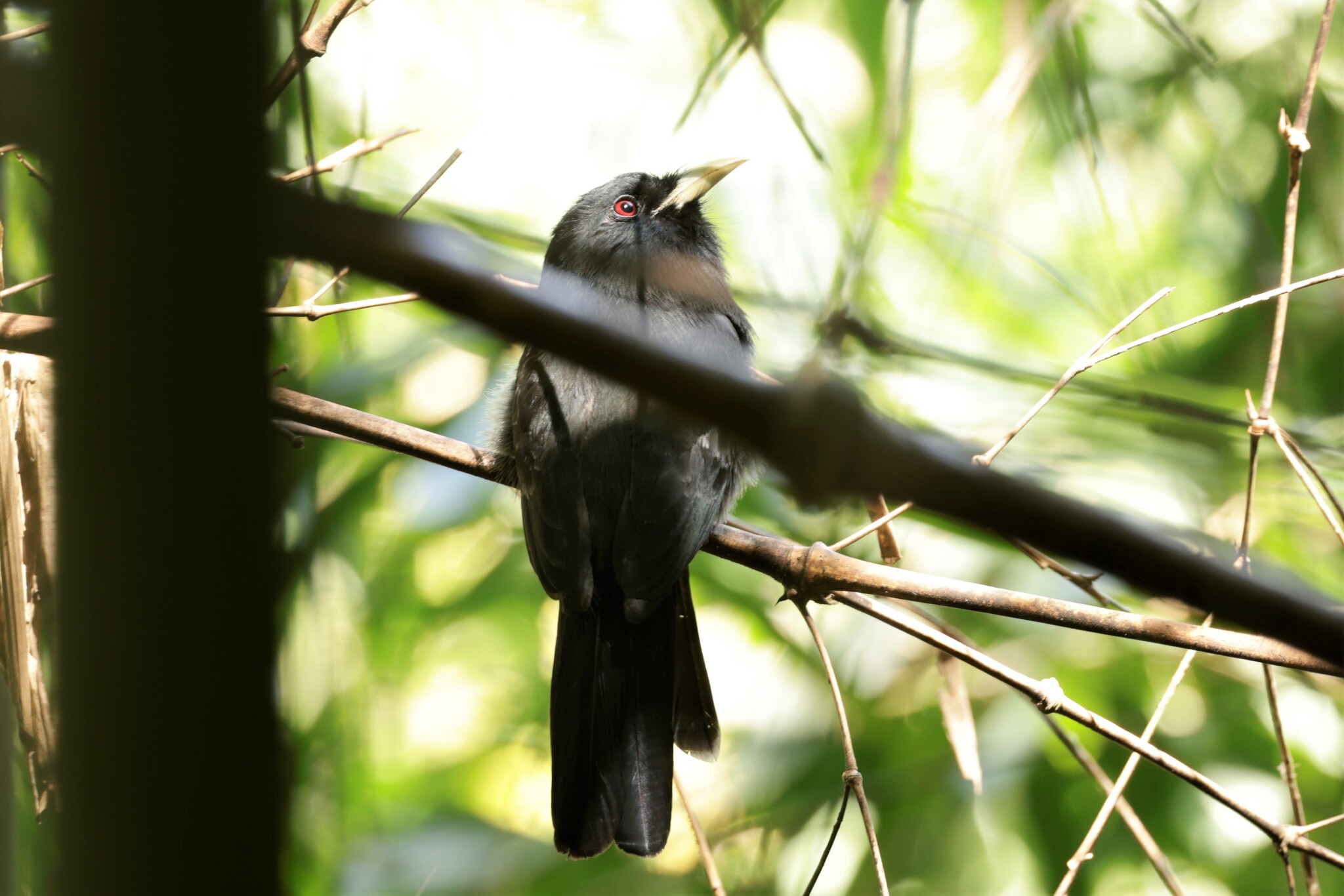 Yellow-billed Nunbird (Monasa flavirostris), photo 6