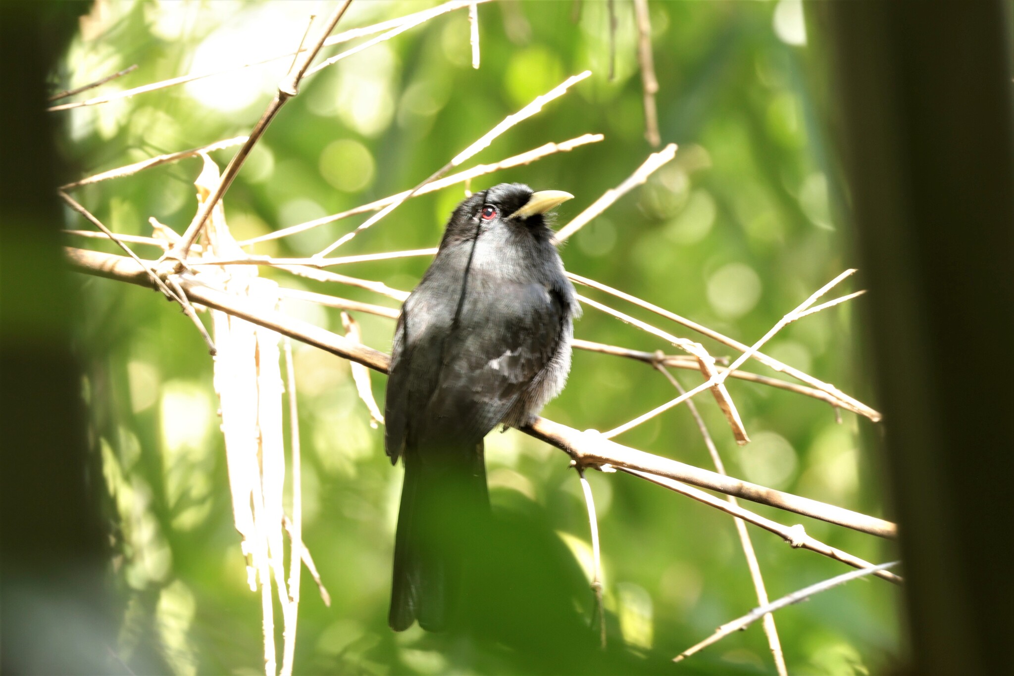 Yellow-billed Nunbird (Monasa flavirostris), photo 7
