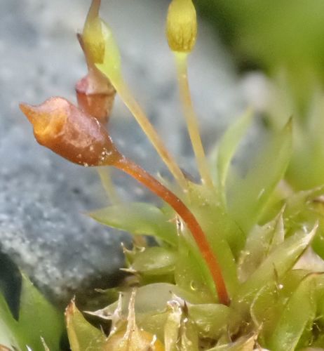 Trumpoji minkštūnė nuotrauka