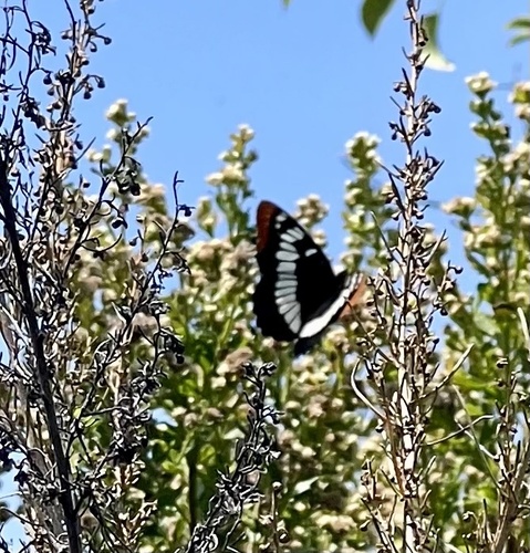 iNaturalist observation photo of Lorquin's Admiral