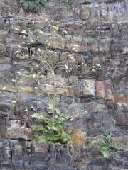 Crambe koktebelica