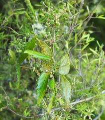 Rubus schmidelioides schmidelioides