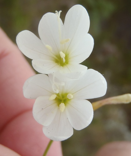 Image of Geissorhiza inconspicua by (c) Nicola van Berkel, some rights reserved (CC BY-SA)