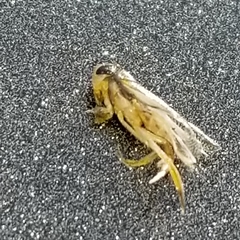 Trichocorixa reticulata