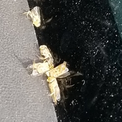 Trichocorixa reticulata