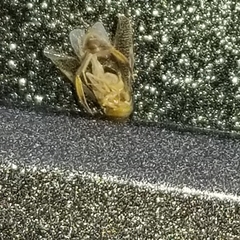 Trichocorixa reticulata