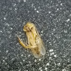 Trichocorixa reticulata