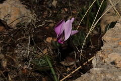 Cyclamen graecum