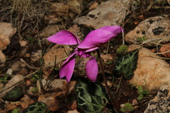 Cyclamen graecum