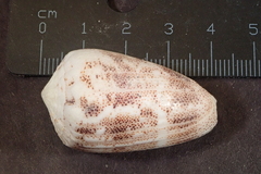 Conus arenatus