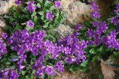 Campanula autraniana