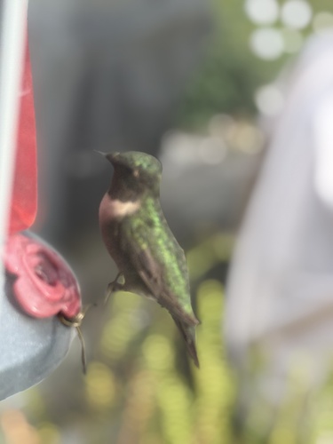 Ruby-throated Hummingbird photographed in Kentucky
