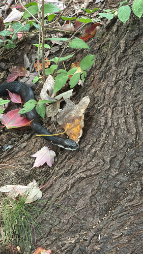 Black Rat Snake
