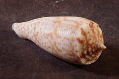 Conus laterculatus