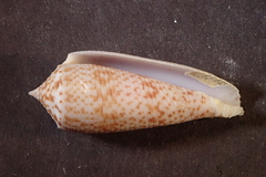 Conus laterculatus