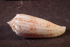 Conus laterculatus