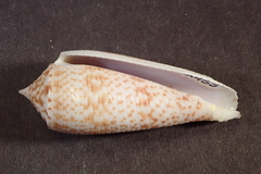 Conus laterculatus