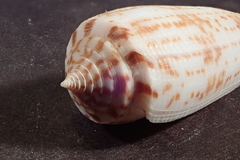 Conus laterculatus