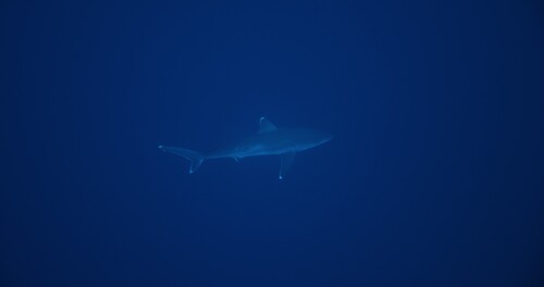 Silvertip shark