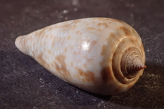 Conus cinereus
