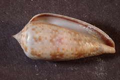 Conus cinereus