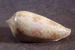 Conus cinereus