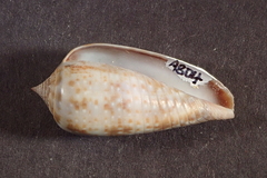 Conus cinereus