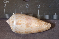 Conus cinereus