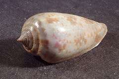 Conus cinereus
