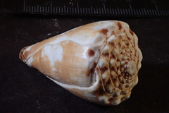 Conus distans