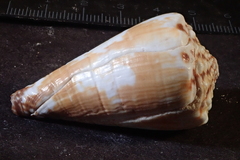 Conus distans