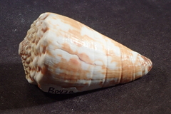 Conus distans