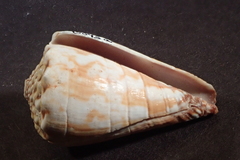 Conus distans