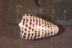 Conus eburneus