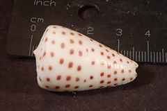 Conus eburneus