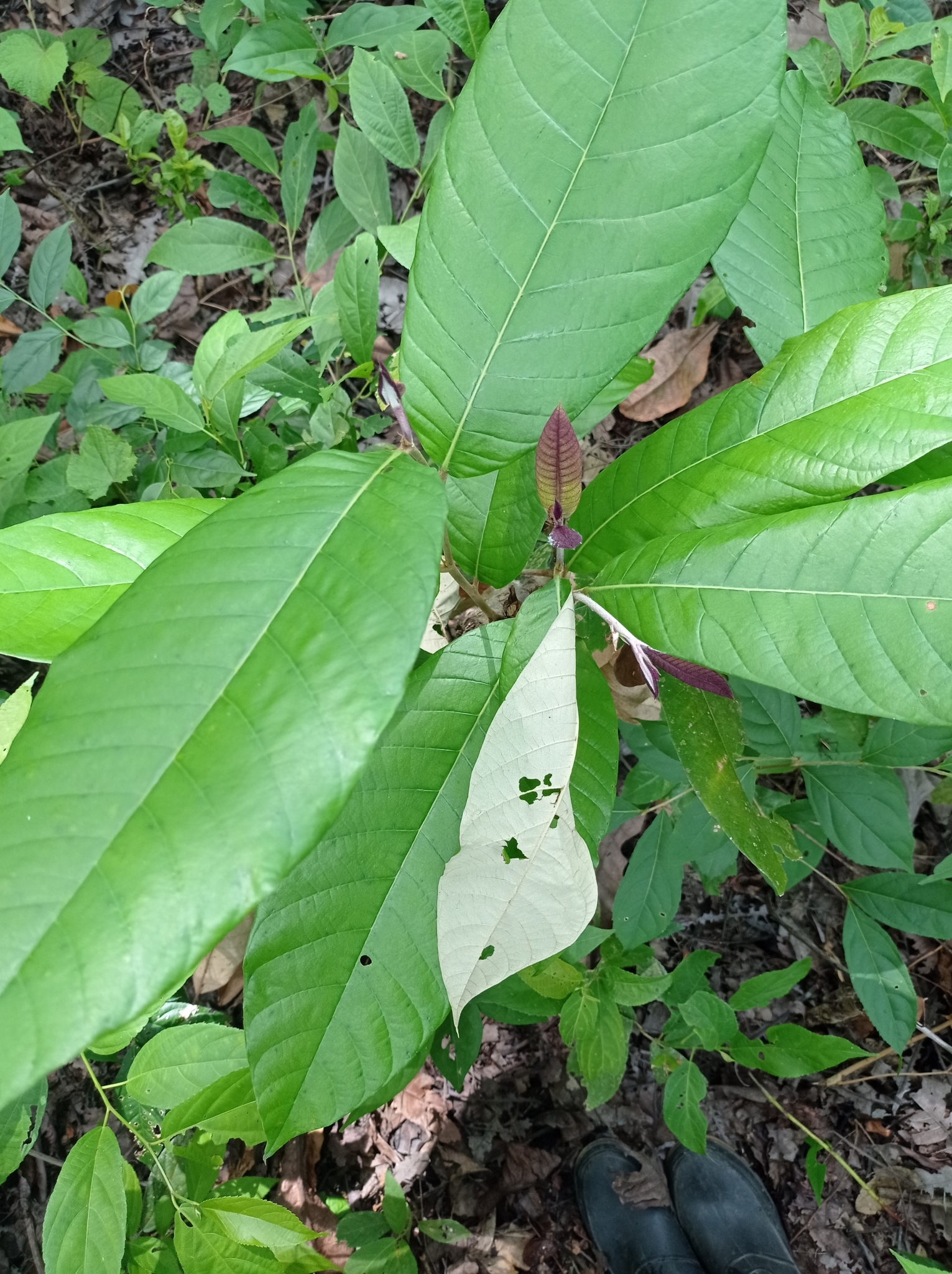 Imagem de Microdesmia arborea