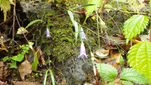 Adenophora takedae
